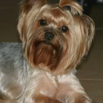  LAKKI STAR BEAUTYFUL HUNTER — Labaza DogPedigree YorkshireTerrier