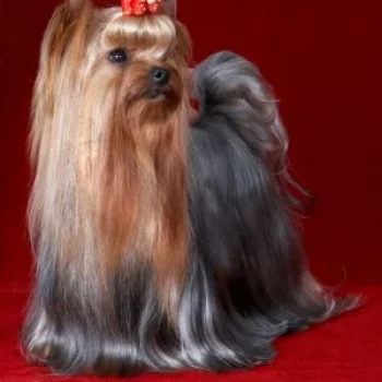 ALPISKIY TSVETOK GENRI FORD — Labaza DogPedigree YorkshireTerrier