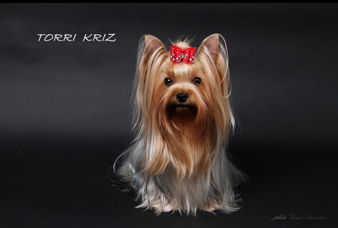 TORRI KRIZ — Labaza DogPedigree YorkshireTerrier