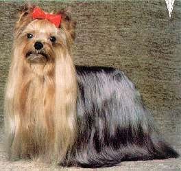  MY PRECIOUS CLIDE — Labaza DogPedigree YorkshireTerrier