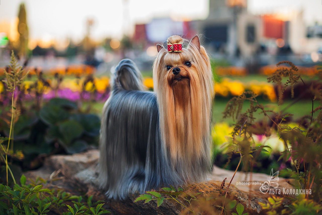 KING HARALD ELIESE HARDY — Labaza DogPedigree YorkshireTerrier