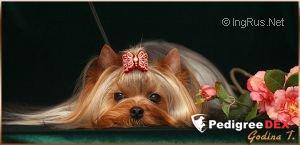 KRISTLY FIRUZE — Labaza DogPedigree YorkshireTerrier