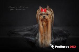  KRISTLY EUPHORIA — Labaza DogPedigree YorkshireTerrier