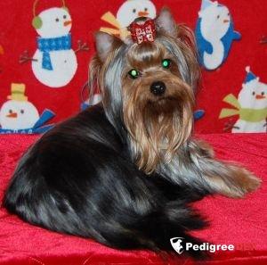 SCHASTLIVY MIR EVANGELISTA — Labaza DogPedigree YorkshireTerrier