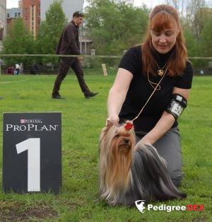  SCHASTLIVY MIR CAYENNE — Labaza DogPedigree YorkshireTerrier