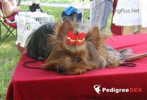  SCHASTLIVY MIR GLAMURNAYA KRASOTKA — Labaza DogPedigree YorkshireTerrier