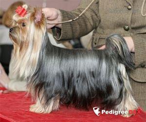  SCHASTLIVY MIR SOFI LOREN — Labaza DogPedigree YorkshireTerrier