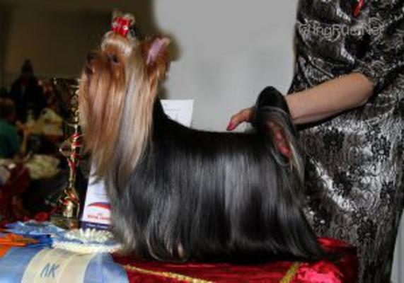 DE L'ADOUR H'IRRESISTIBLE DU GUE DE L'ADOUR — Labaza DogPedigree YorkshireTerrier