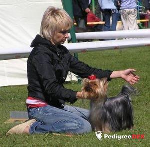  Camparis Roulette — Labaza DogPedigree YorkshireTerrier