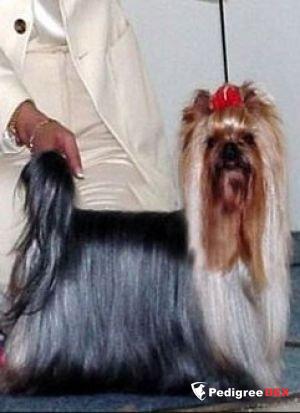 CAMPARIS JACKPOT — Labaza DogPedigree YorkshireTerrier