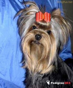 Mini Shop Goudini — Labaza DogPedigree YorkshireTerrier