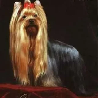  HELADA HILL'S KASSANOVA — Labaza DogPedigree YorkshireTerrier