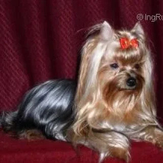 PONALITE LAURA — Labaza DogPedigree YorkshireTerrier