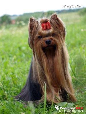  MINI SHOP TAKESHI KITANO — Labaza DogPedigree YorkshireTerrier