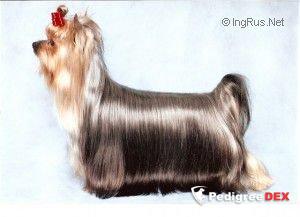  FANTASTYCZNA AD OPERAM — Labaza DogPedigree YorkshireTerrier