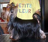  МINI SHOP UF PUF — Labaza DogPedigree YorkshireTerrier