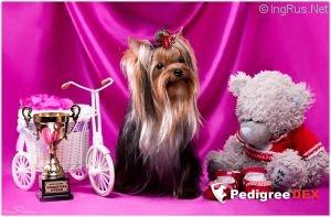 LUCKY BOY — Labaza DogPedigree YorkshireTerrier