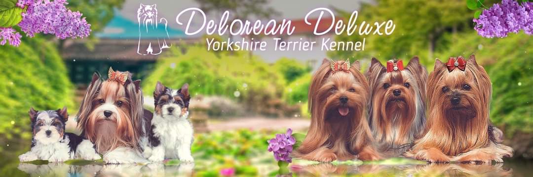 DELOREAN DELUXE — Labaza DogPedigree YorkshireTerrier