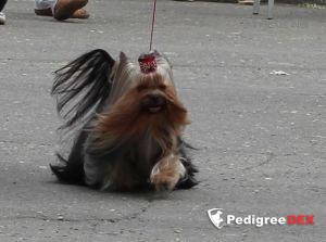 PRESTIZH TOIOHARI SHERSHE LYA FAM — Labaza DogPedigree YorkshireTerrier