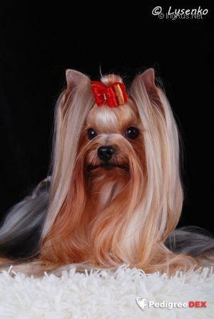  KISS OF MY SOUL — Labaza DogPedigree YorkshireTerrier