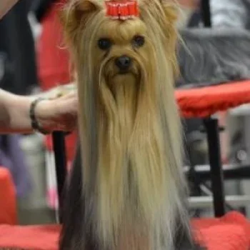 VICKILYN'S BEST SHOT — Labaza DogPedigree YorkshireTerrier