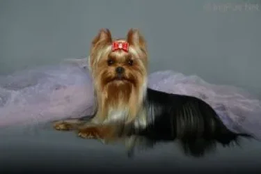 ELEGANT BAUBLES INCA CHICHA — Labaza DogPedigree YorkshireTerrier