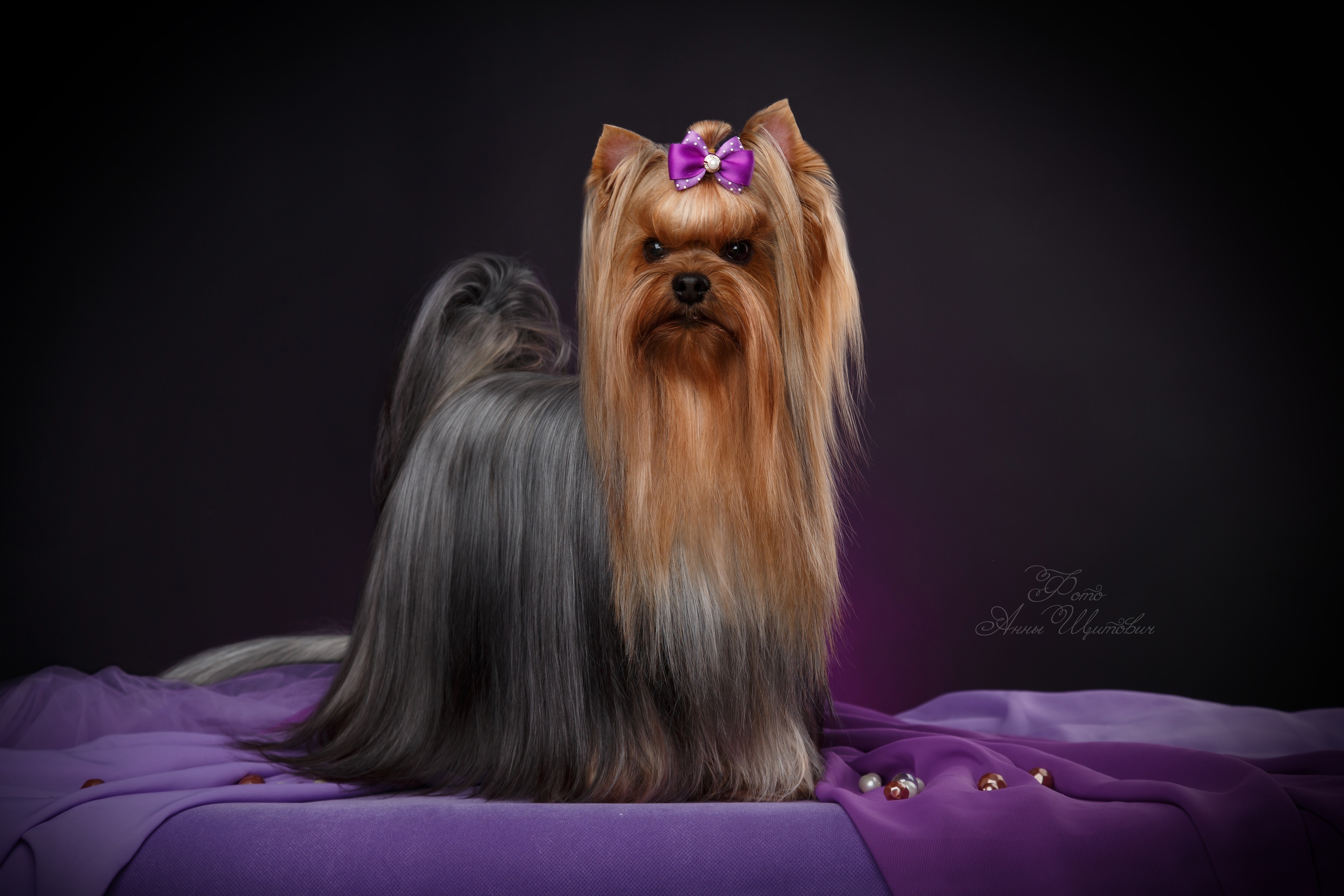 LORI-LANE ETERNAL PASSION — Labaza DogPedigree YorkshireTerrier