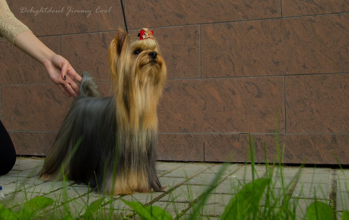  DELIGHTDOUL JIMMY COOL — Labaza DogPedigree YorkshireTerrier