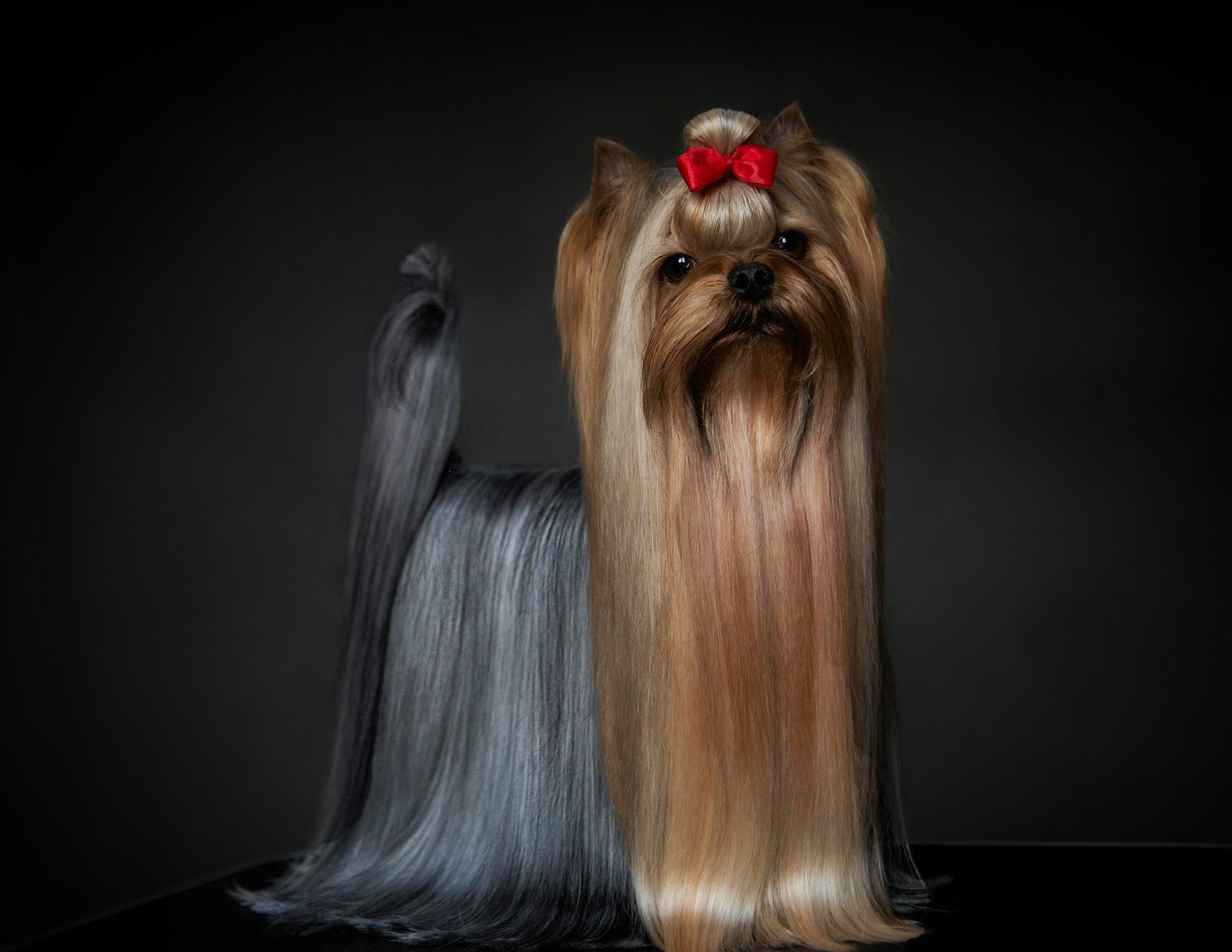  KARAMBOLL BOHEMIA PLATINA — Labaza DogPedigree YorkshireTerrier