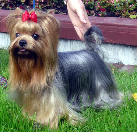 Ponalite Kabbi — Labaza DogPedigree YorkshireTerrier