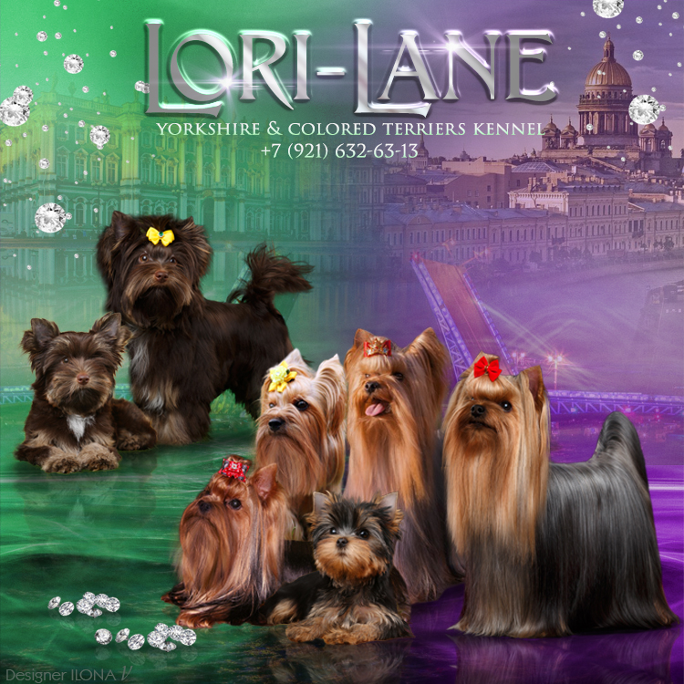 lorilane_york — Labaza DogPedigree YorkshireTerrier