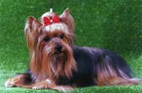 QUINT VON REMANSHOEVE — Labaza DogPedigree YorkshireTerrier