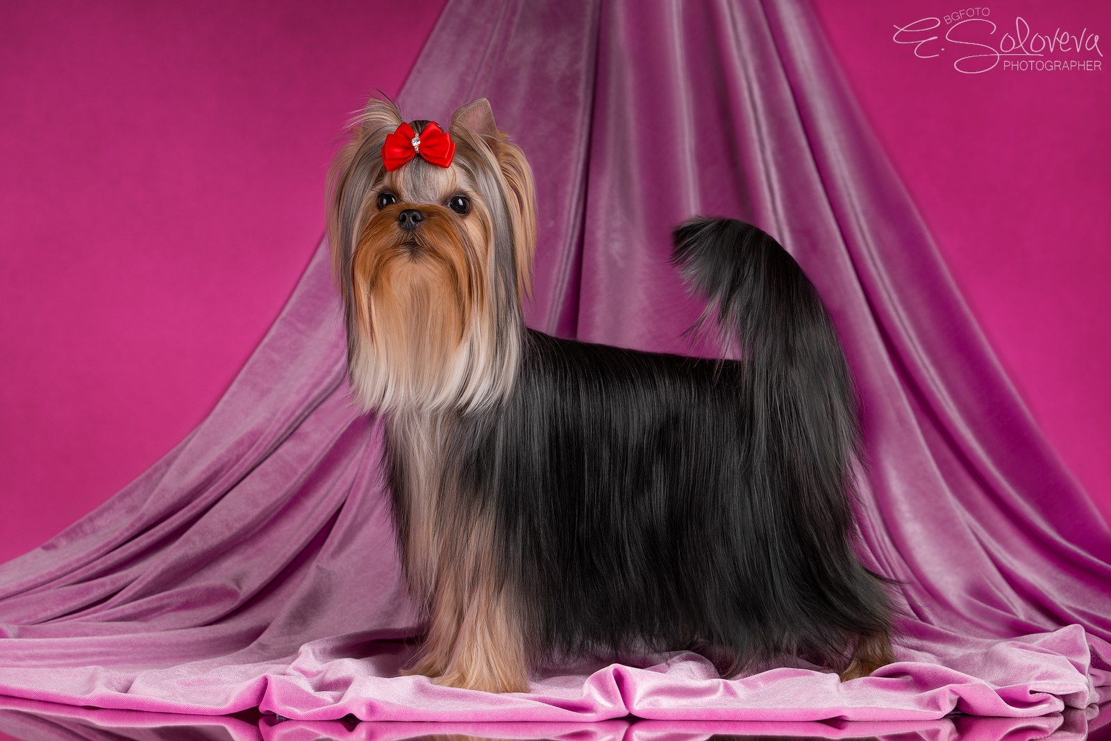 LORI-LANE LORI-LANE ZHESMINA — Labaza DogPedigree YorkshireTerrier