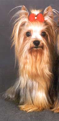 GRAND V.H. POLANERDUIN — Labaza DogPedigree YorkshireTerrier