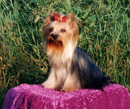 YORKMAN VICTORIA — Labaza DogPedigree YorkshireTerrier