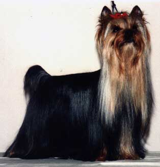  JEUX INTERDITS DE MAJODIAN — Labaza DogPedigree YorkshireTerrier