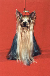  OZMILION TRUE TEMPTATION — Labaza DogPedigree YorkshireTerrier