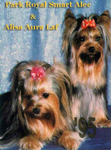 ALISA AURA LAF — Labaza DogPedigree YorkshireTerrier