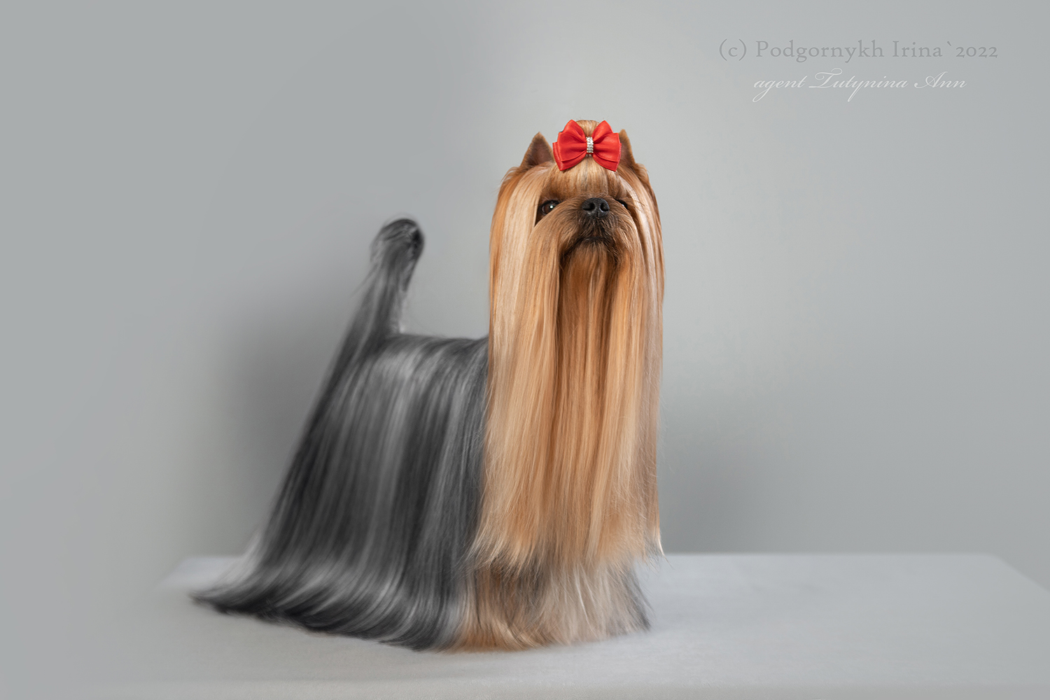  VOSTOCHNIJ RENESSANS ZENI ZINGER — Labaza DogPedigree YorkshireTerrier