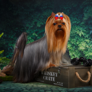 LESANZH ZEMLIANIKA — Labaza DogPedigree YorkshireTerrier