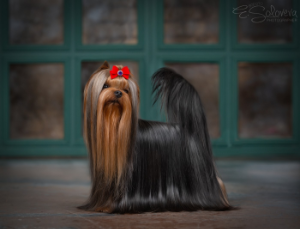 ROYAL FIREWORKS CRYSTAL — Labaza DogPedigree YorkshireTerrier