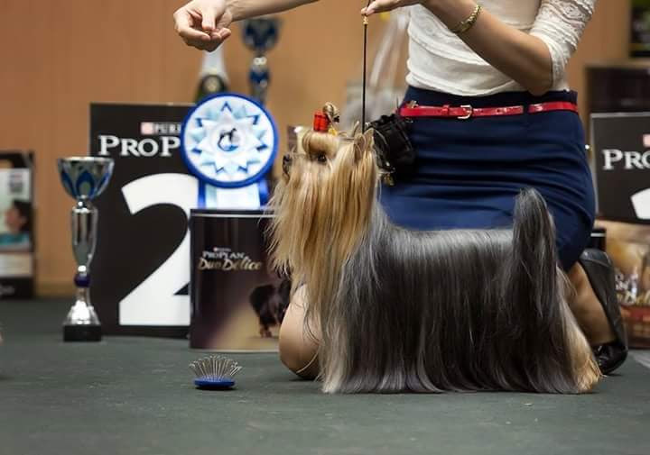 Sariolo Revda Admiral Gelingen — Labaza DogPedigree YorkshireTerrier