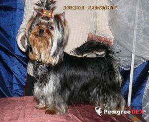 ZVEZDA ALBIONA TVISTER — Labaza DogPedigree YorkshireTerrier