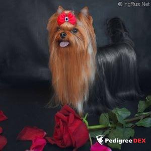 OLIS BEAUTY Z.OLIS BOSS — Labaza DogPedigree YorkshireTerrier