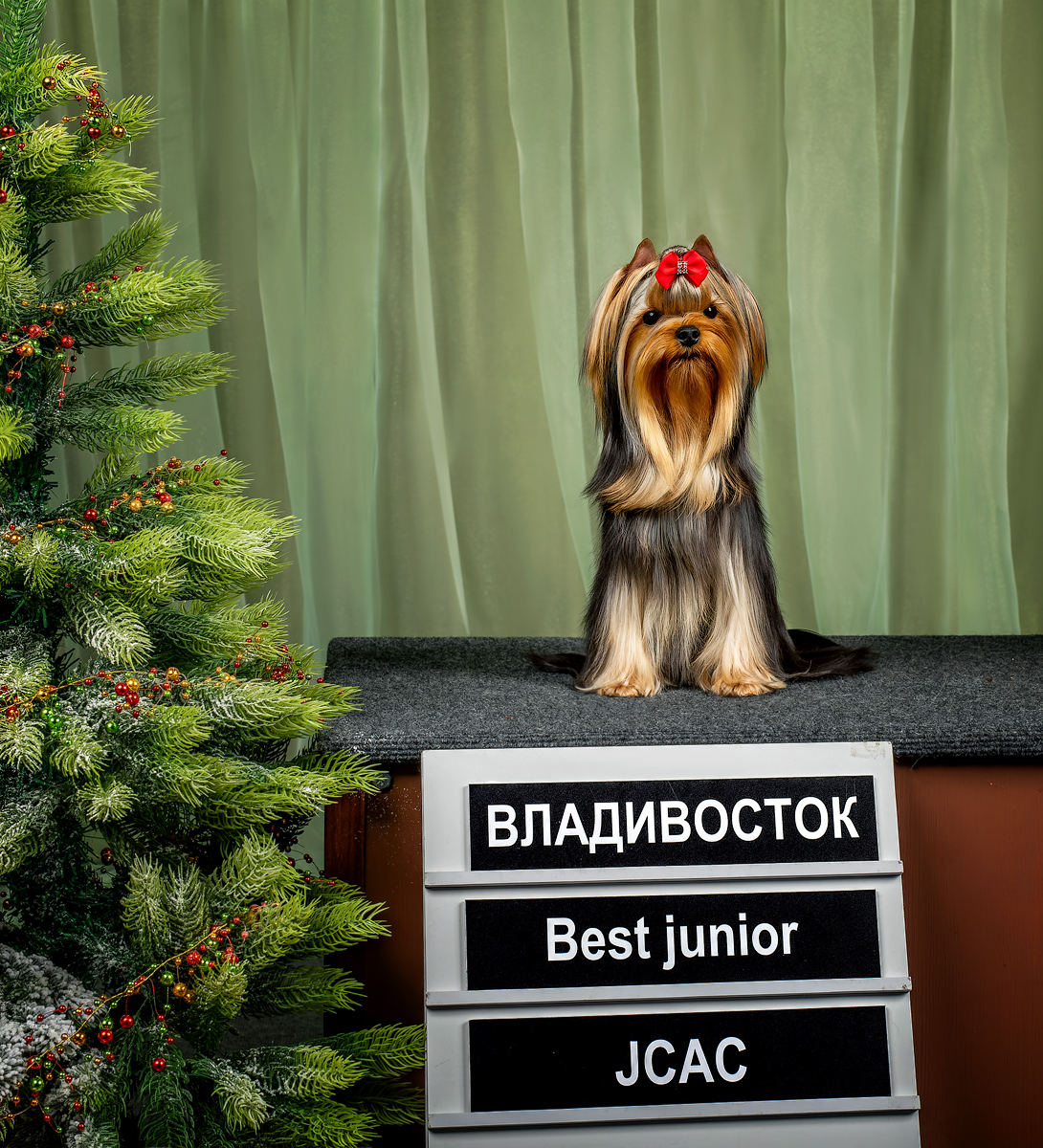 OLIS BEAUTY GORACE CHUDO — Labaza DogPedigree YorkshireTerrier