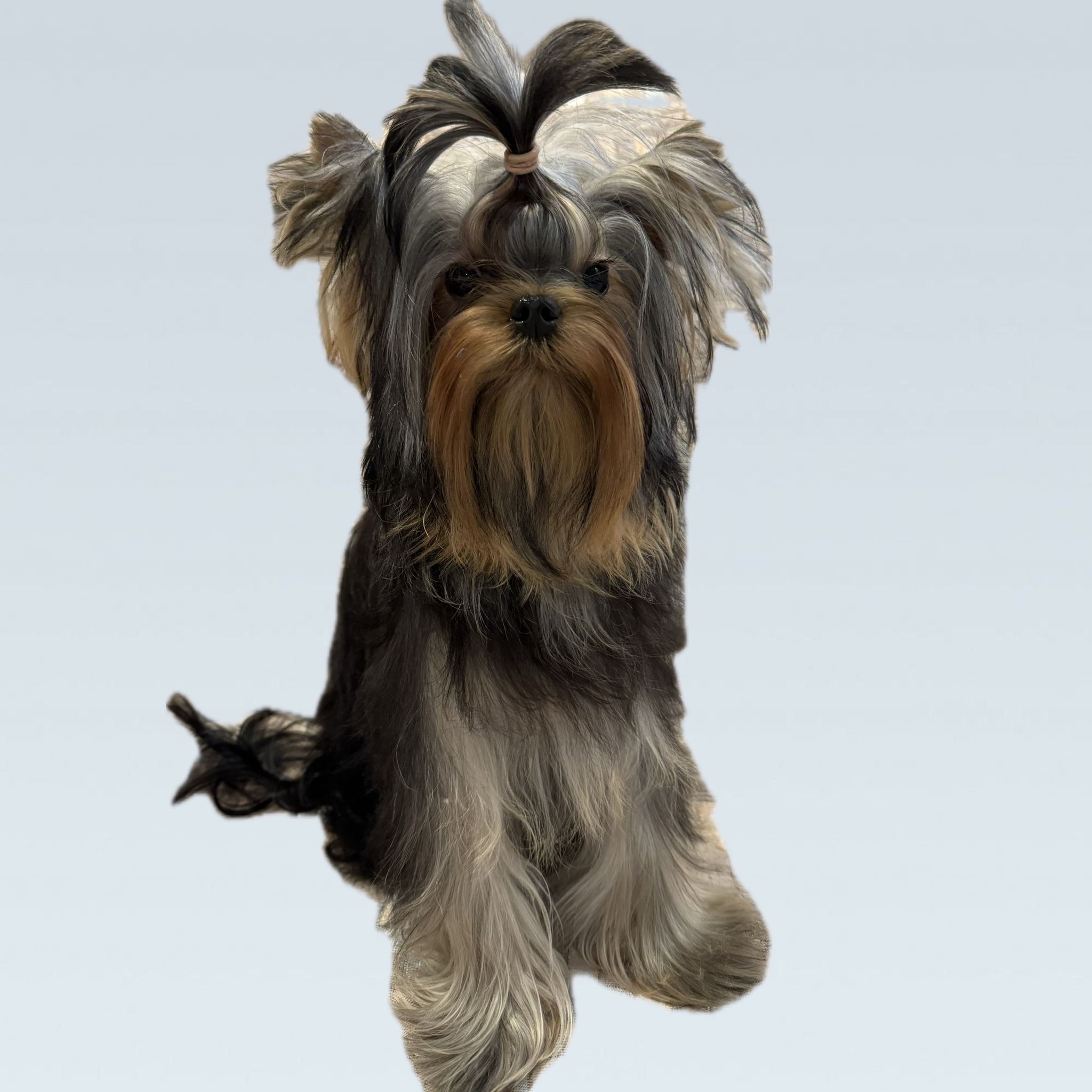 Moy Shedevr MOY SHEDEVR BARONESSA — Labaza DogPedigree YorkshireTerrier