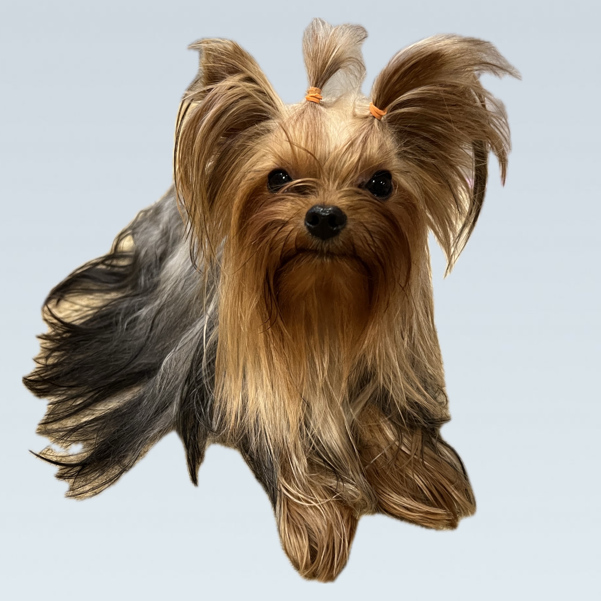  PRINTSESSA LEYA IZ GRADA KATERINY — Labaza DogPedigree YorkshireTerrier