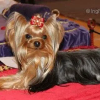 KENDLAIT FLASH DANCE — Labaza DogPedigree YorkshireTerrier