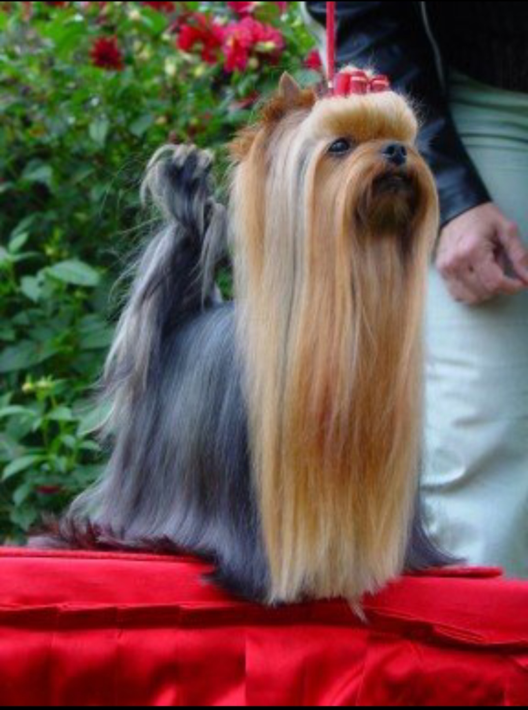  UNI TOP STRIBRNE PRANI — Labaza DogPedigree YorkshireTerrier