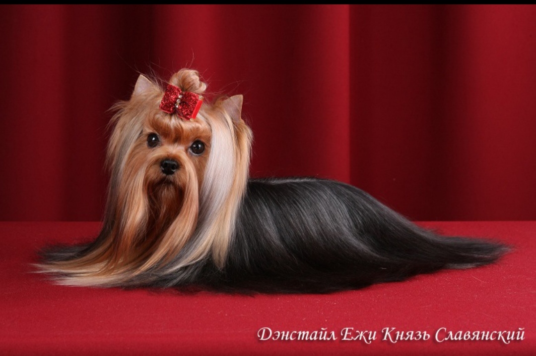 DENSTAIL EZHI KNYAZ SLAVYANSKIY — Labaza DogPedigree YorkshireTerrier